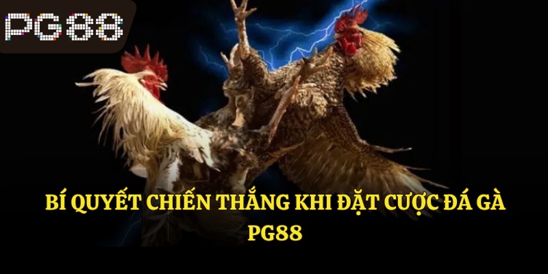 Bí quyết chiến thắng khi đặt cược đá gà PG88