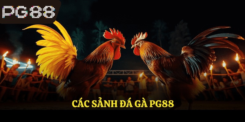 Các sảnh đá gà PG88