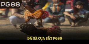 Đá Gà Cựa Sắt PG88 - Trò Chơi Có Tỷ Lệ Thắng Hấp Dẫn
