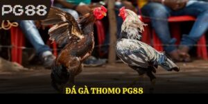 Đá Gà Thomo PG88 - Hình Thức Giải Trí Hot Nhất 2025