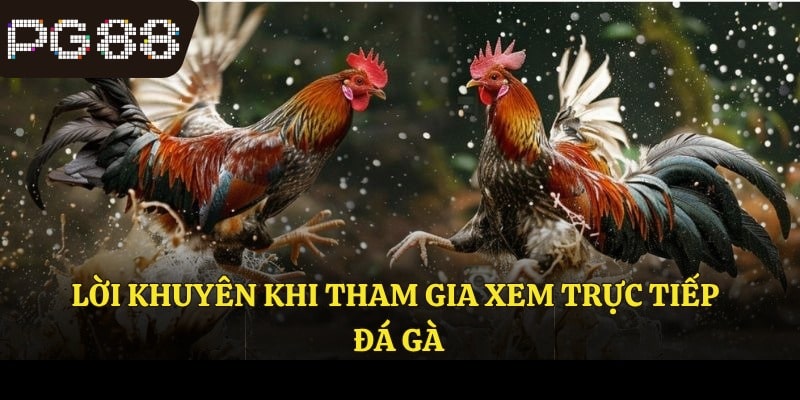 Lời khuyên khi tham gia xem trực tiếp đá gà
