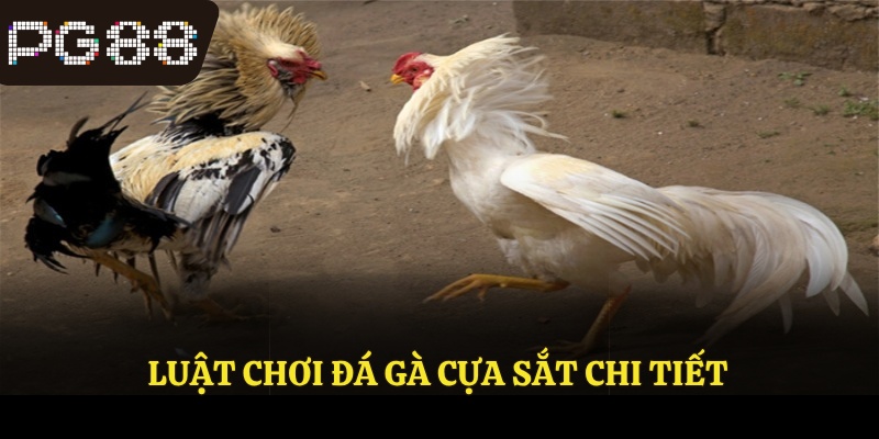 Luật chơi đá gà cựa sắt chi tiết