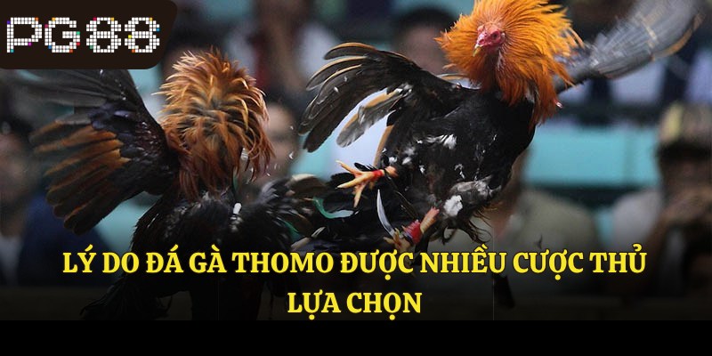 Lý do đá gà thomo được nhiều cược thủ lựa chọn