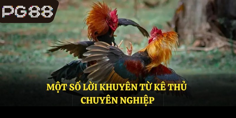 Một số lời khuyên từ kê thủ chuyên nghiệp