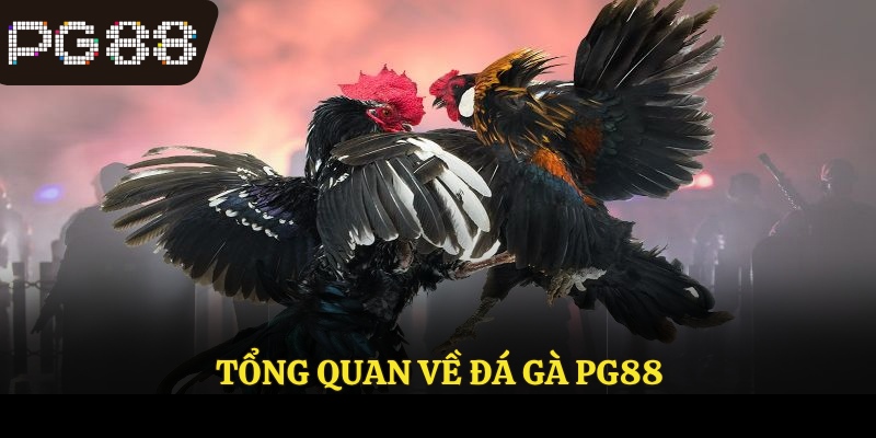 Tổng quan về đá gà PG88