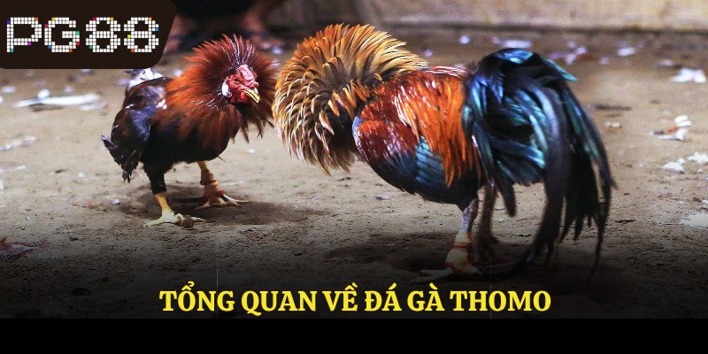 Tổng quan về đá gà Thomo