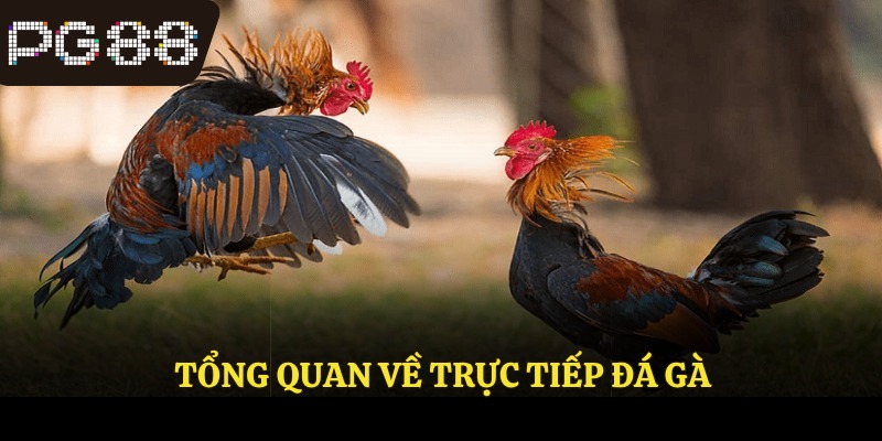Tổng quan về trực tiếp đá gà