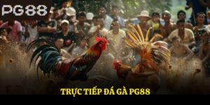 Trực Tiếp Đá Gà Online Full Hd, Hỗ Trợ Cược An Toàn