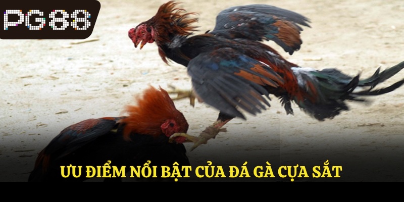 Những ưu điểm khi chơi đá gà cựa sắt