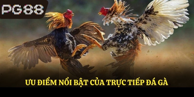 Ưu điểm nổi bật của trực tiếp đá gà